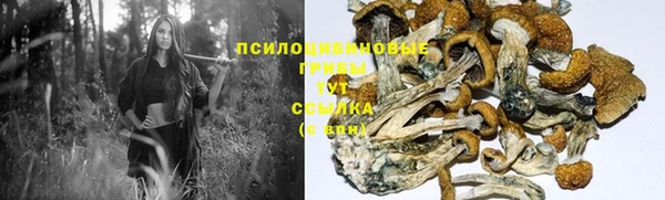 трава Аркадак